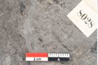 Foto (Detailansicht) von Zizyphus paradisiacus Unger (NHMW-GEO-2024-0188-8028)